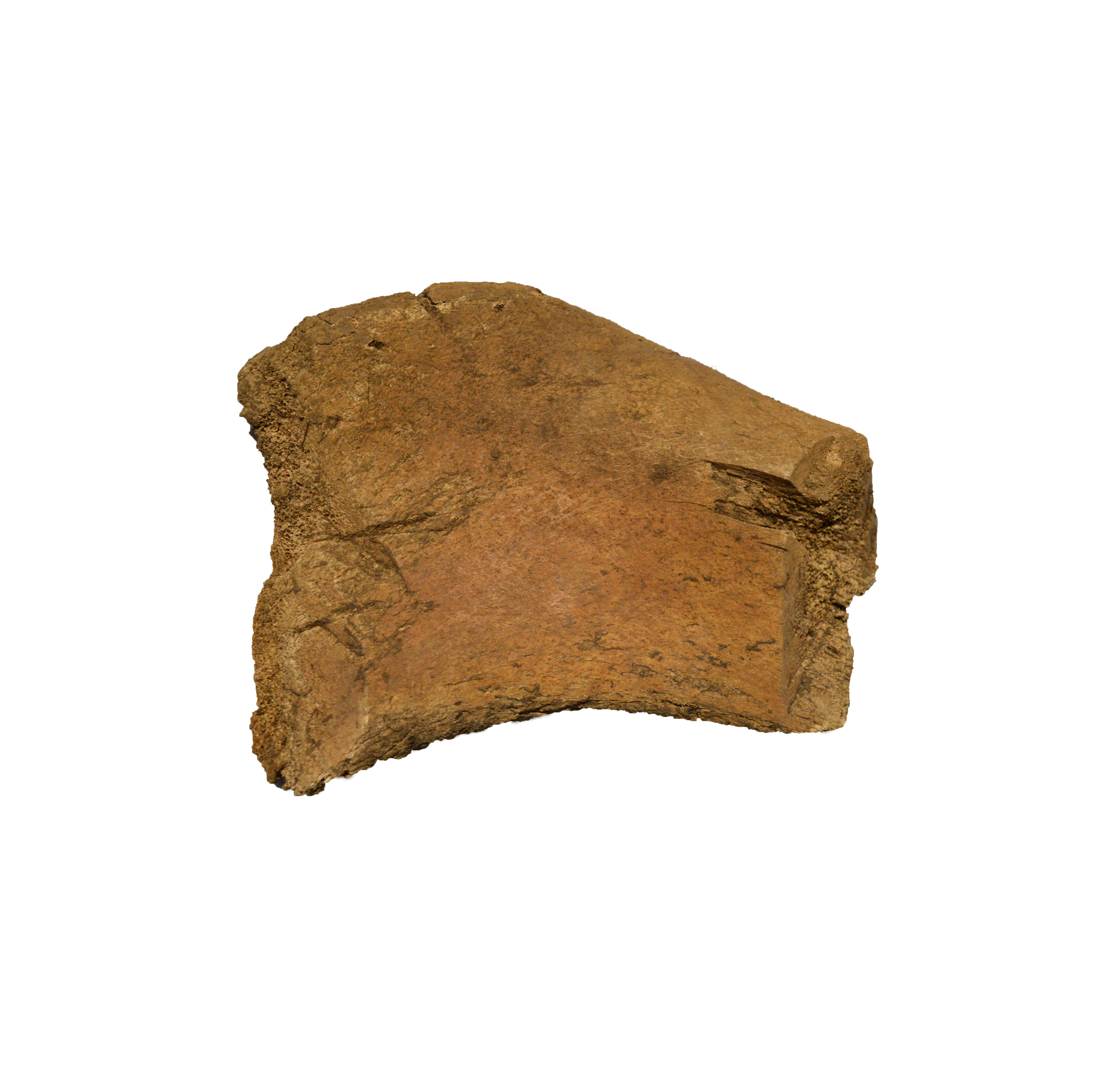 Worked scapula